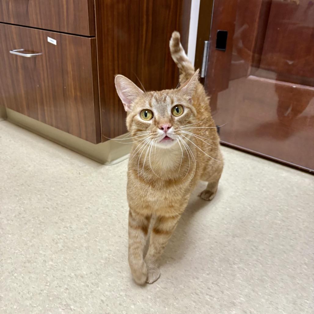 Winnie, Adoptable, Adult Female Domestic Short Hair.