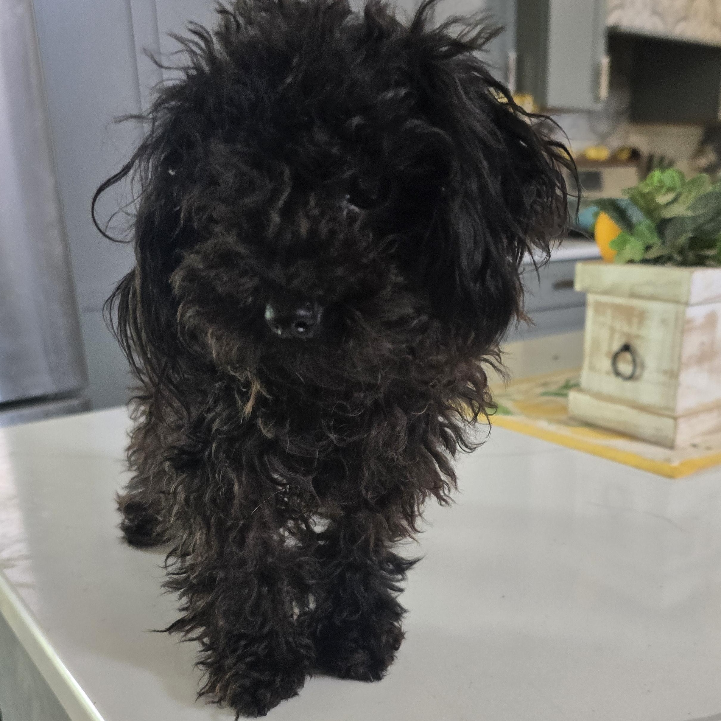 Enlarge Peppy, an adopted Poodle (Toy) in Zaleski, OH image 1/2