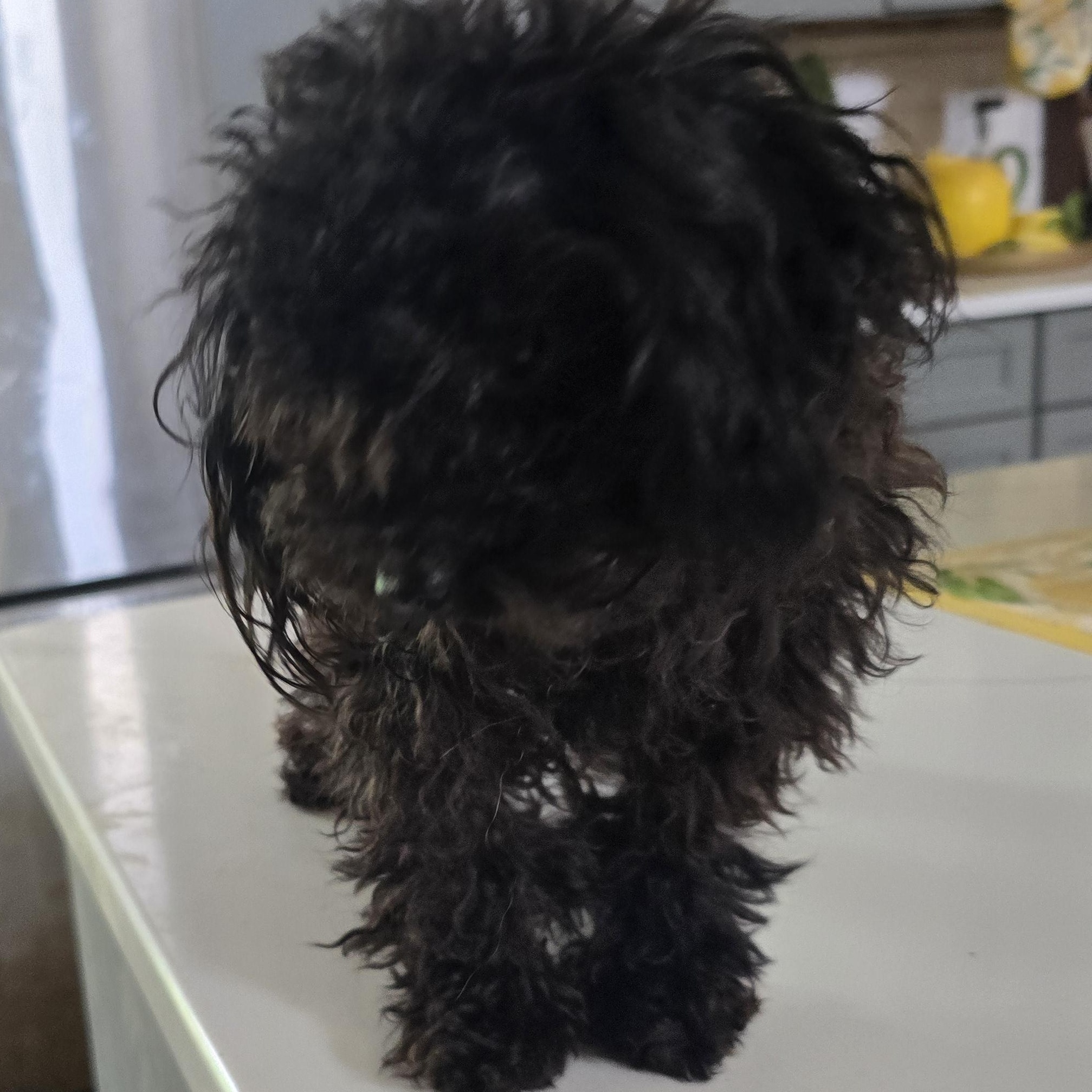 Enlarge Peppy, an adopted Poodle (Toy) in Zaleski, OH image 2/2