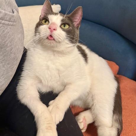 Scooter, Adoptable, Young Male Domestic Short Hair.