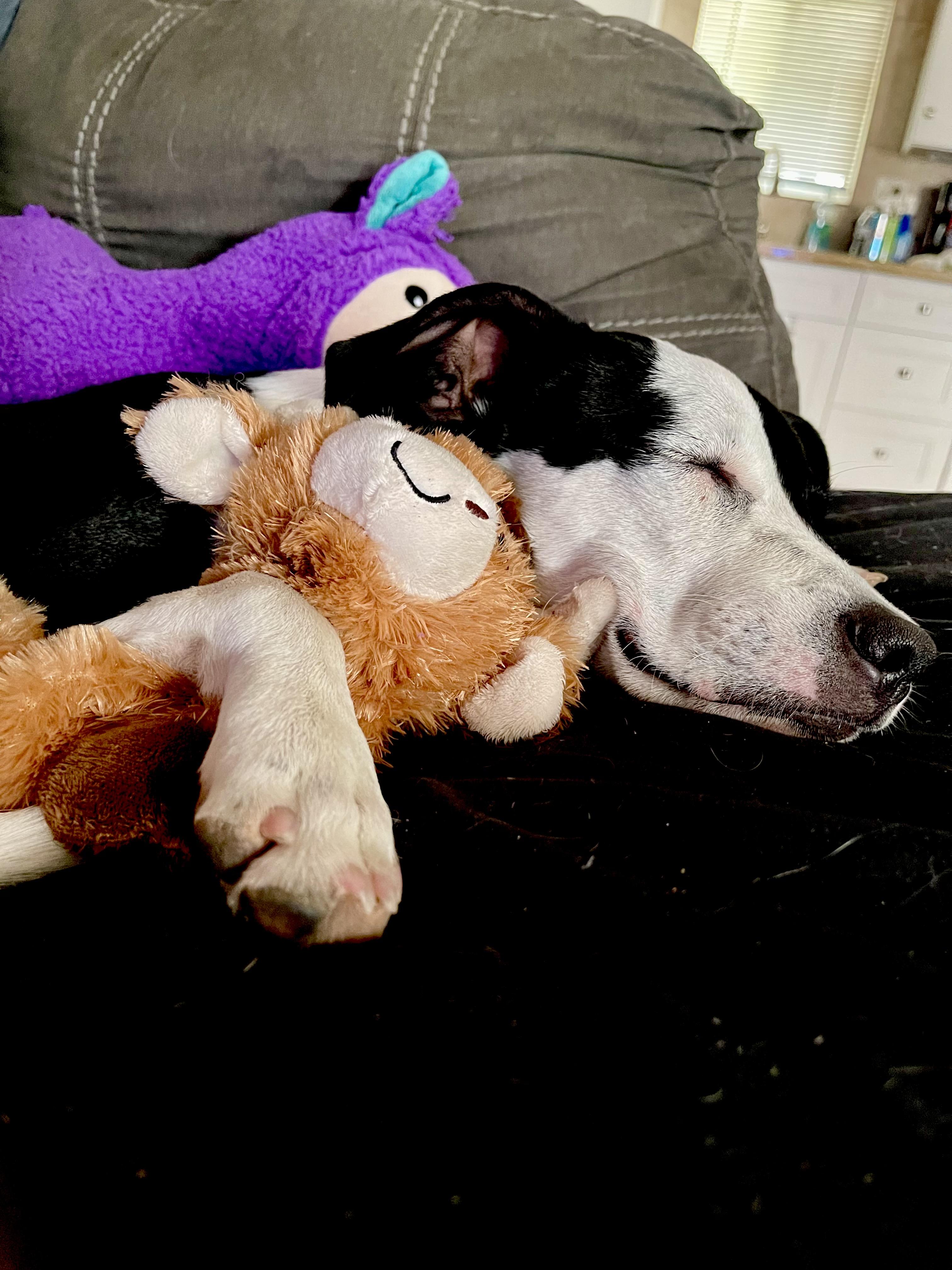DAISY
