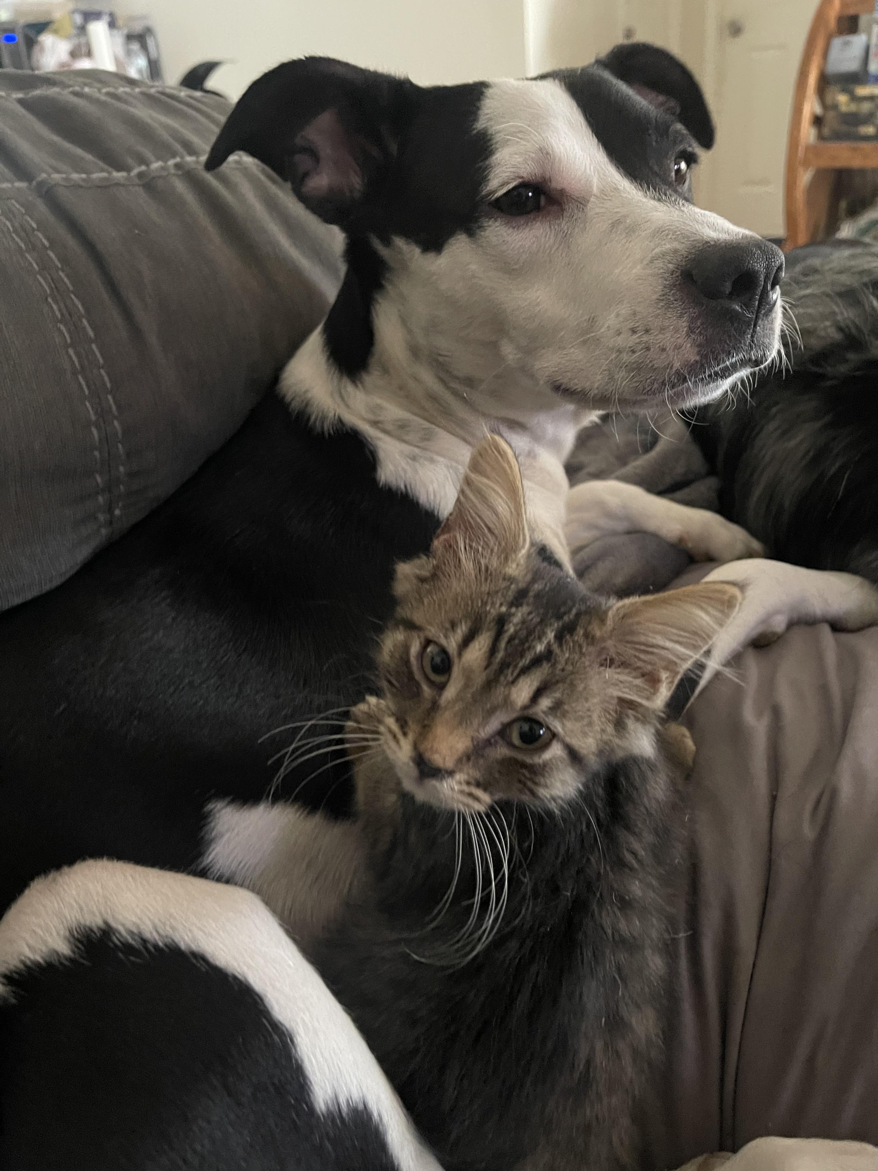 DAISY, Adoptable, Young Female Rat Terrier.