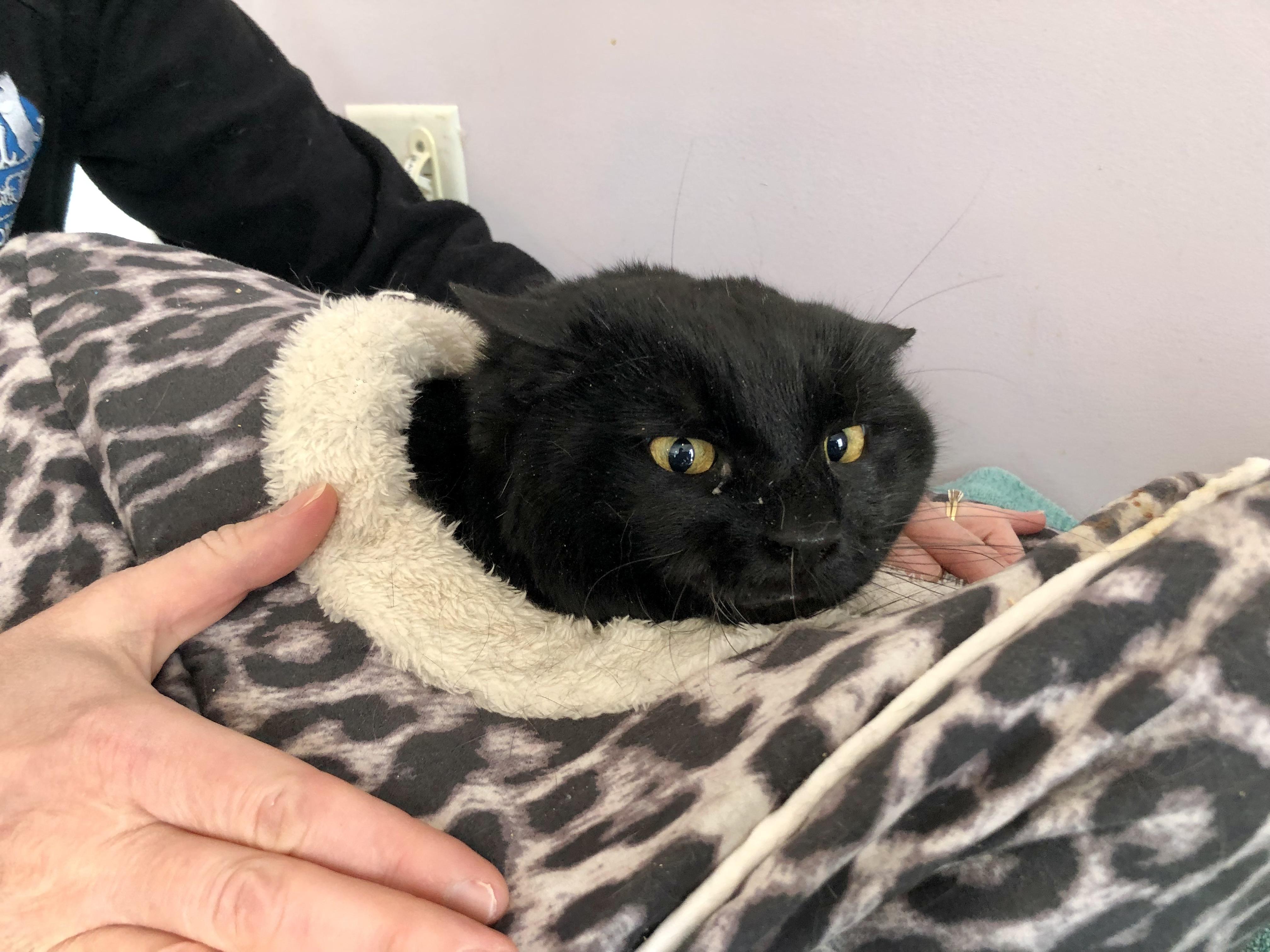 Franklin, ADOPTABLE, Adult Male Domestic Short Hair.