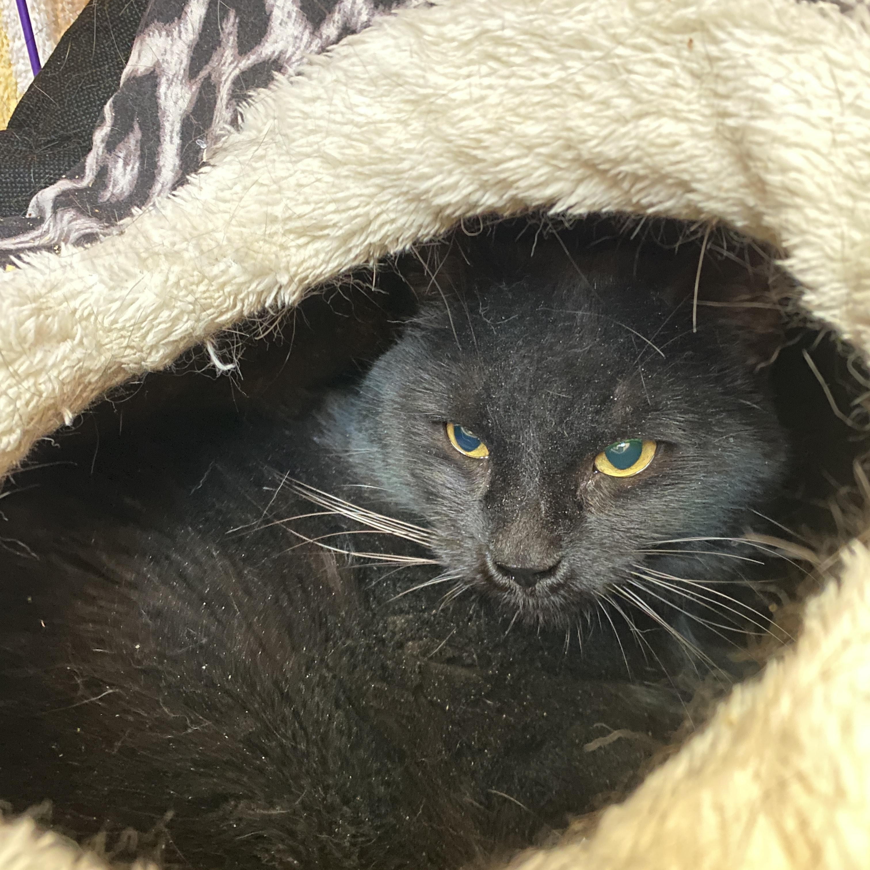 Enlarge Franklin, a ADOPTABLE Domestic Short Hair in Salisbury, MA image 2/2