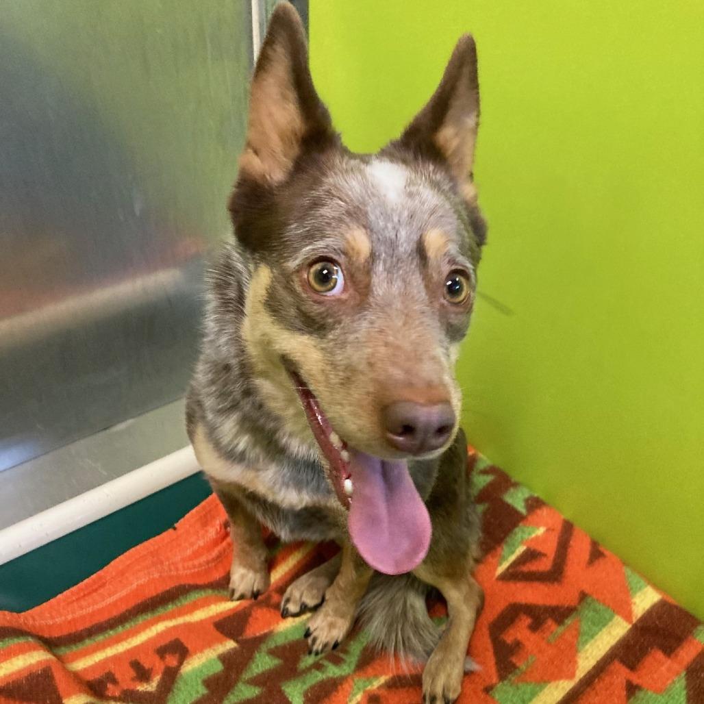 Nala, Adoptable, Adult Female Cattle Dog.