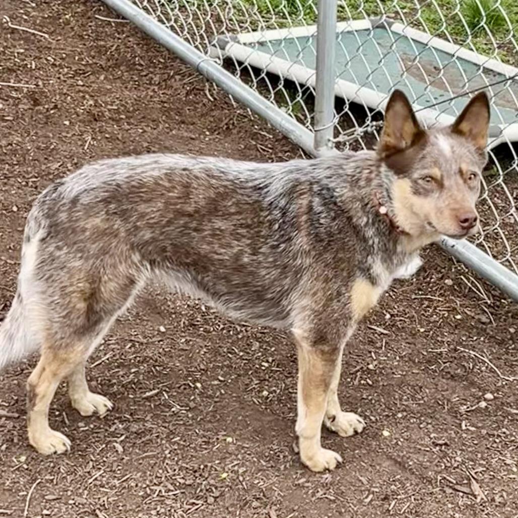 Enlarge Nala, a Adoptable Cattle Dog in Spokane, WA image 2/3
