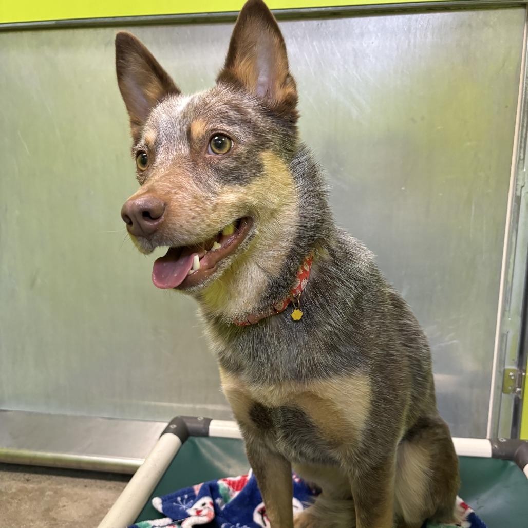 Enlarge Nala, a Adoptable Cattle Dog in Spokane, WA image 3/3