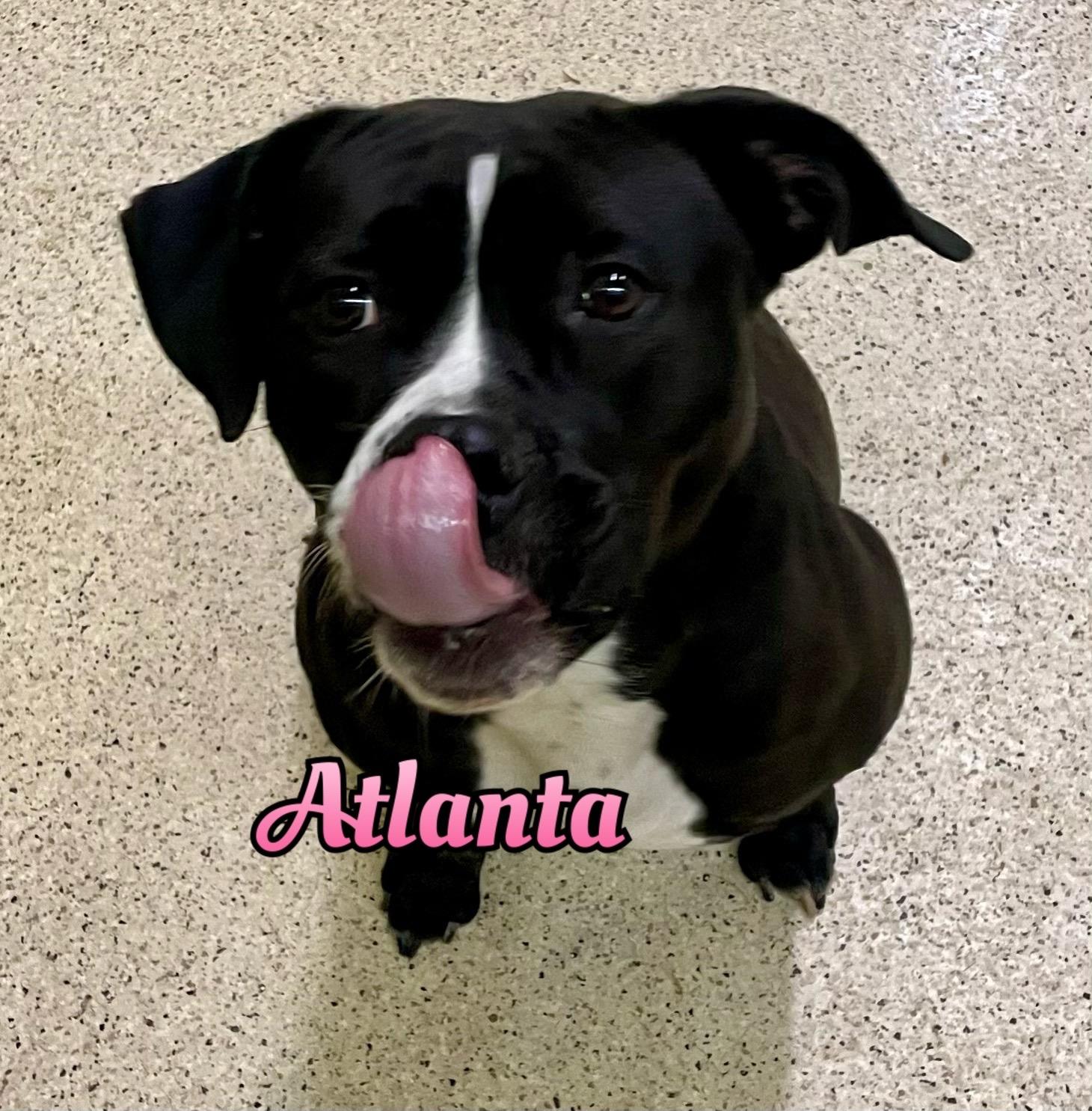 Enlarge Atlanta , an adoptable mixed breed in Muncie, IN image 1/6