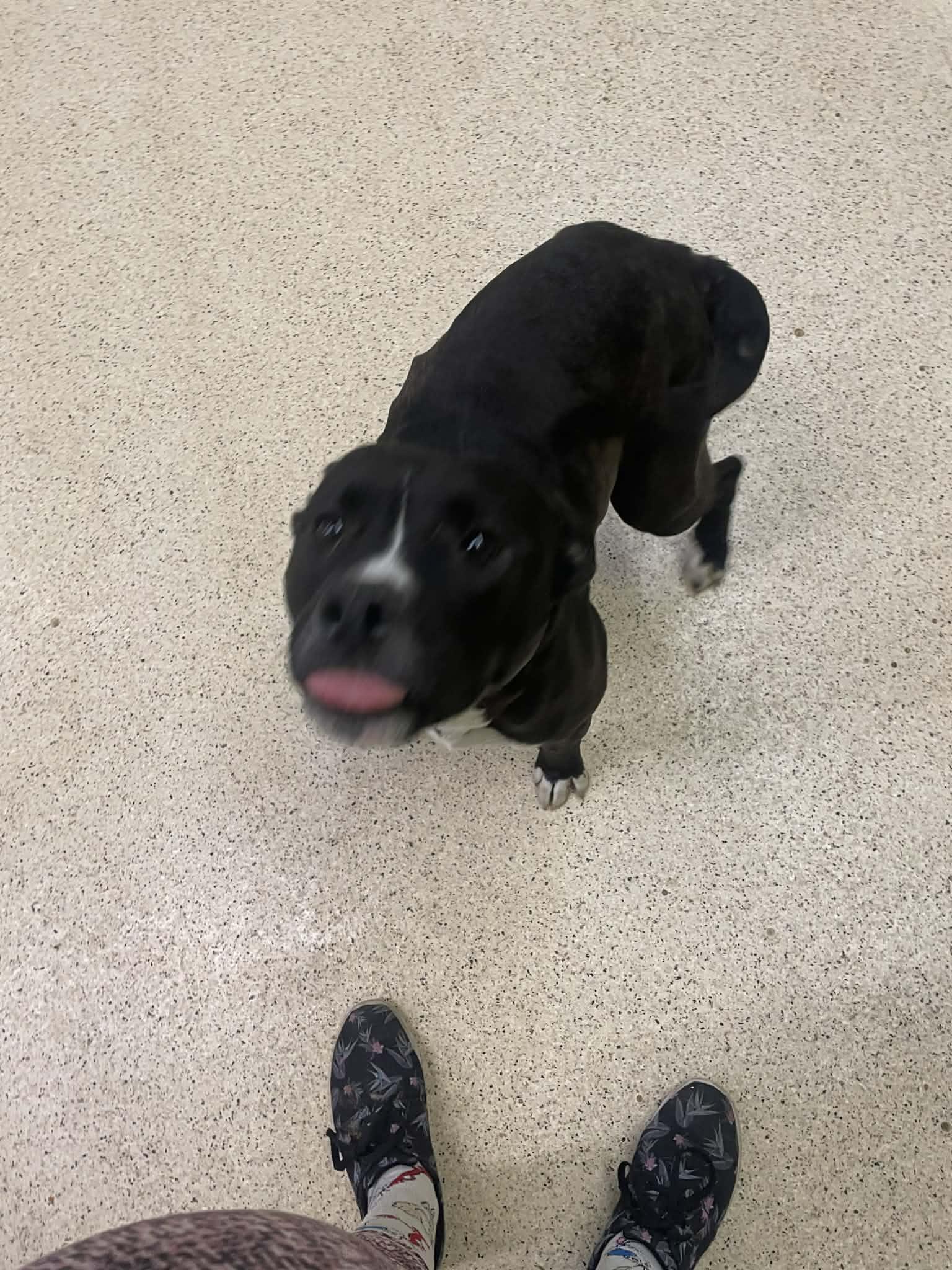 Enlarge Atlanta , an adoptable mixed breed in Muncie, IN image 2/6