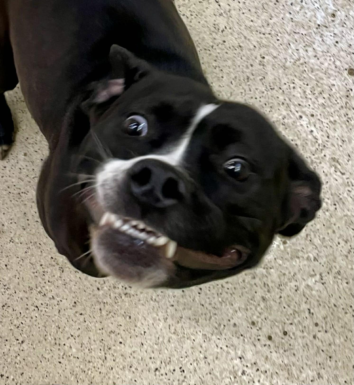 Enlarge Atlanta , an adoptable mixed breed in Muncie, IN image 3/6