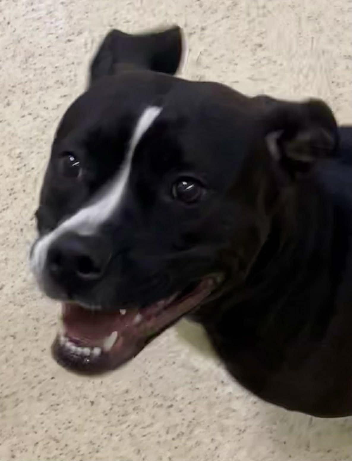 Enlarge Atlanta , an adoptable mixed breed in Muncie, IN image 4/6