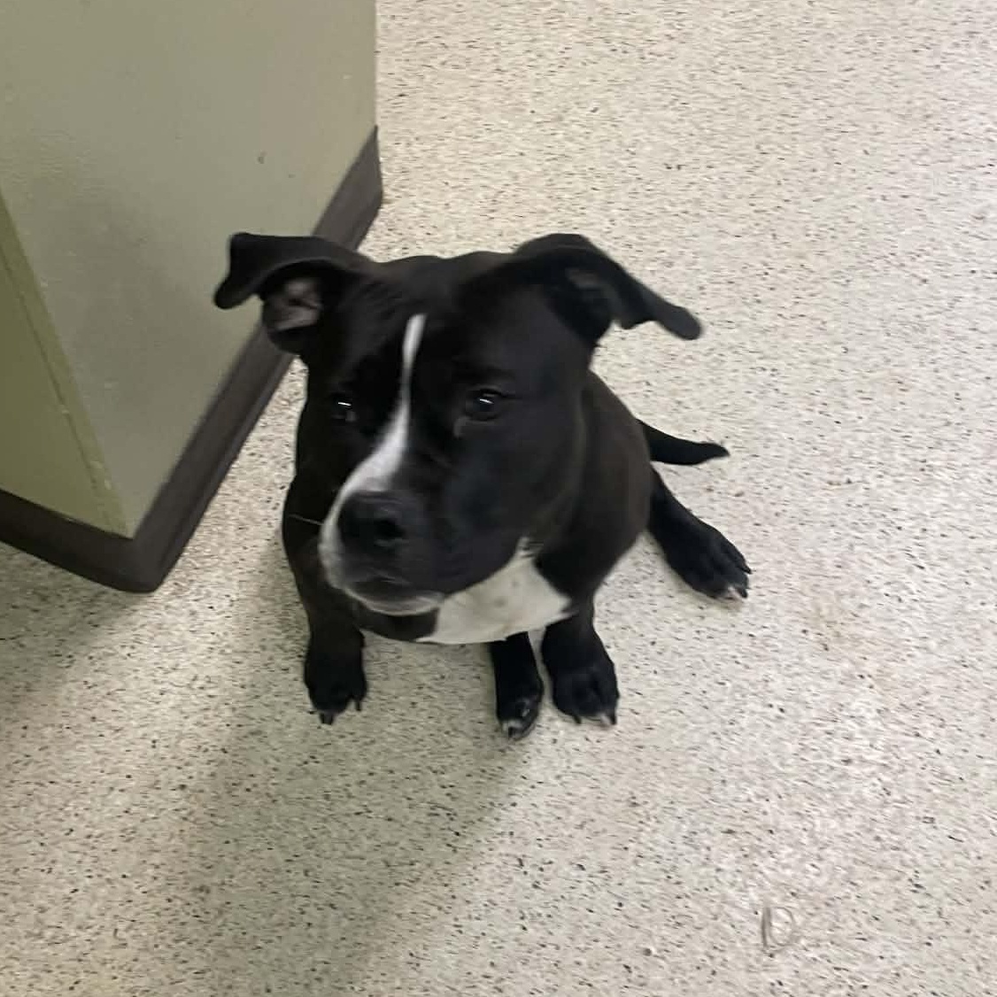 Enlarge Atlanta , an adoptable mixed breed in Muncie, IN image 6/6