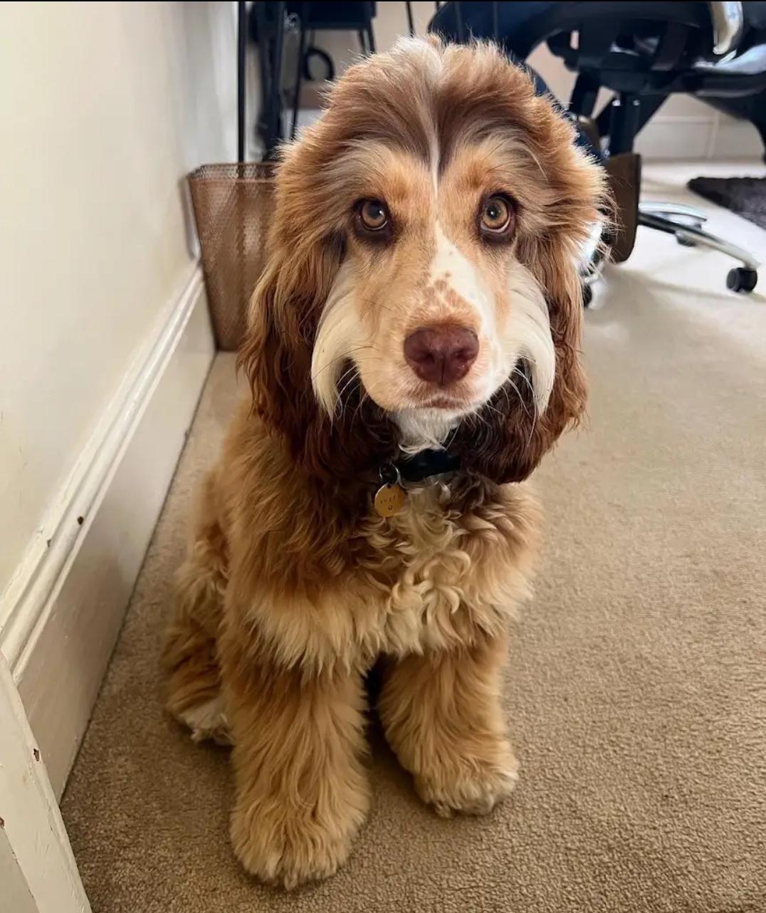 Enlarge Amber, a Adopted Dachshund (Long Haired) in Southington, CT image 1/1