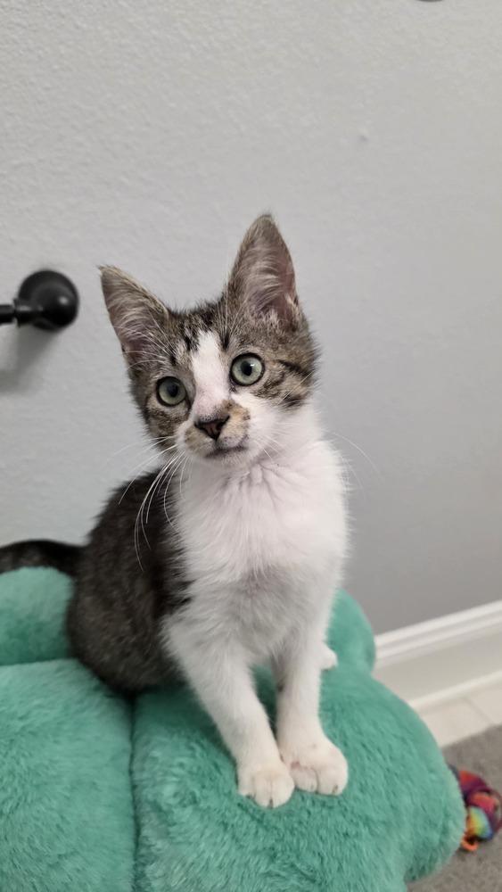 Holly, a Adoptable Domestic Short Hair in Brandon, FL image 1/4