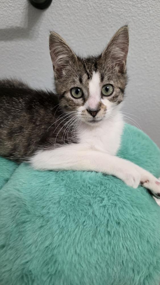 Holly, a Adoptable Domestic Short Hair in Brandon, FL image 2/4