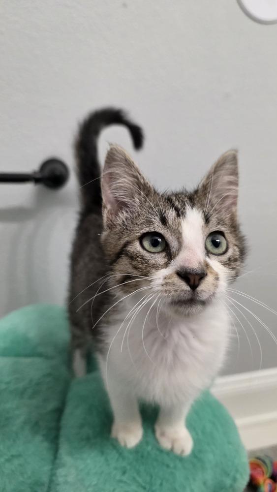 Holly, a Adoptable Domestic Short Hair in Brandon, FL image 4/4