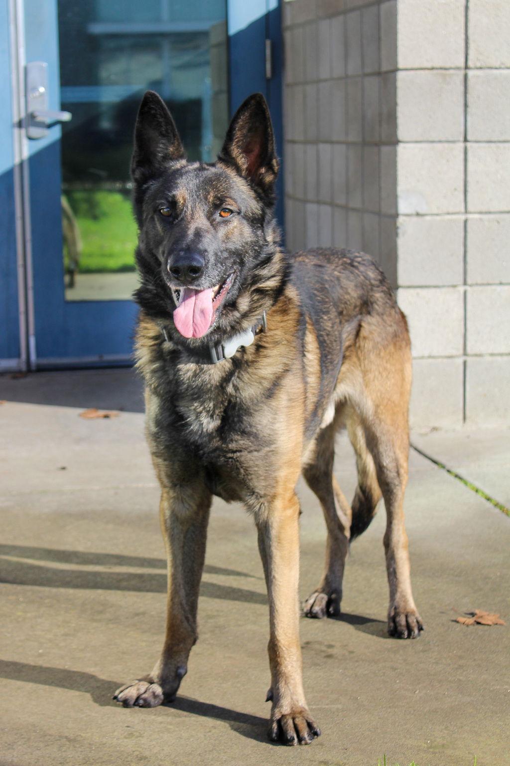 Titan 51428, Adoptable, Adult Male Belgian Shepherd / Malinois.