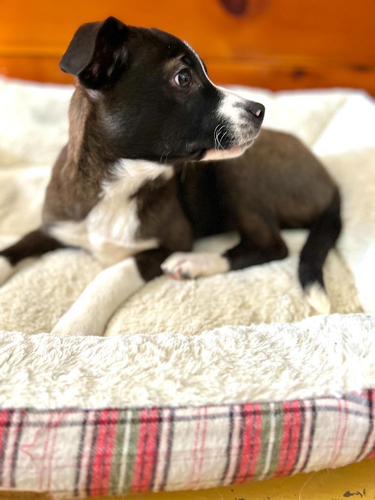 Arla, Adopted, Young Female Dachshund & Mixed Breed.