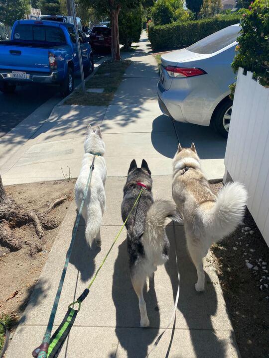 Harley, a Adoptable Siberian Husky in Novato, CA image 1/5