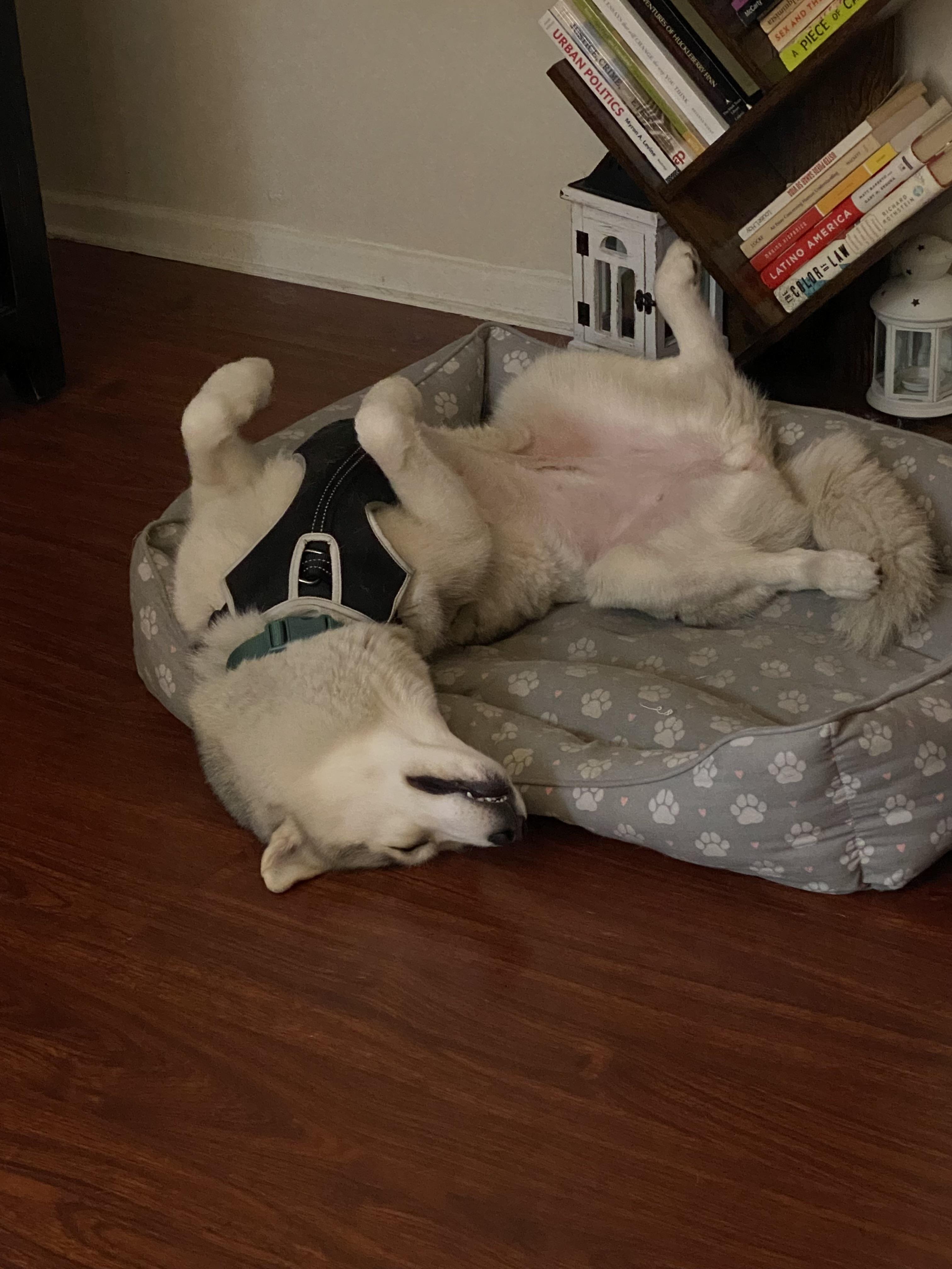 Harley, a Adoptable Siberian Husky in Novato, CA image 5/5