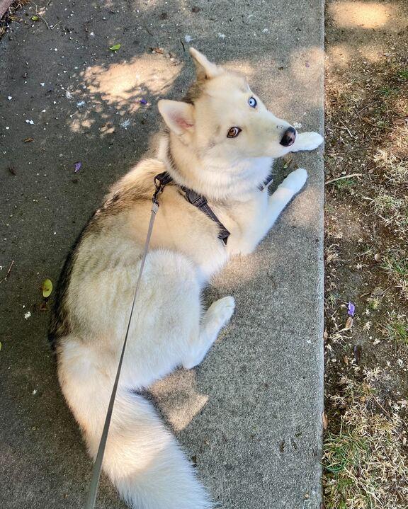 Harley, a Adoptable Siberian Husky in Novato, CA image 3/5