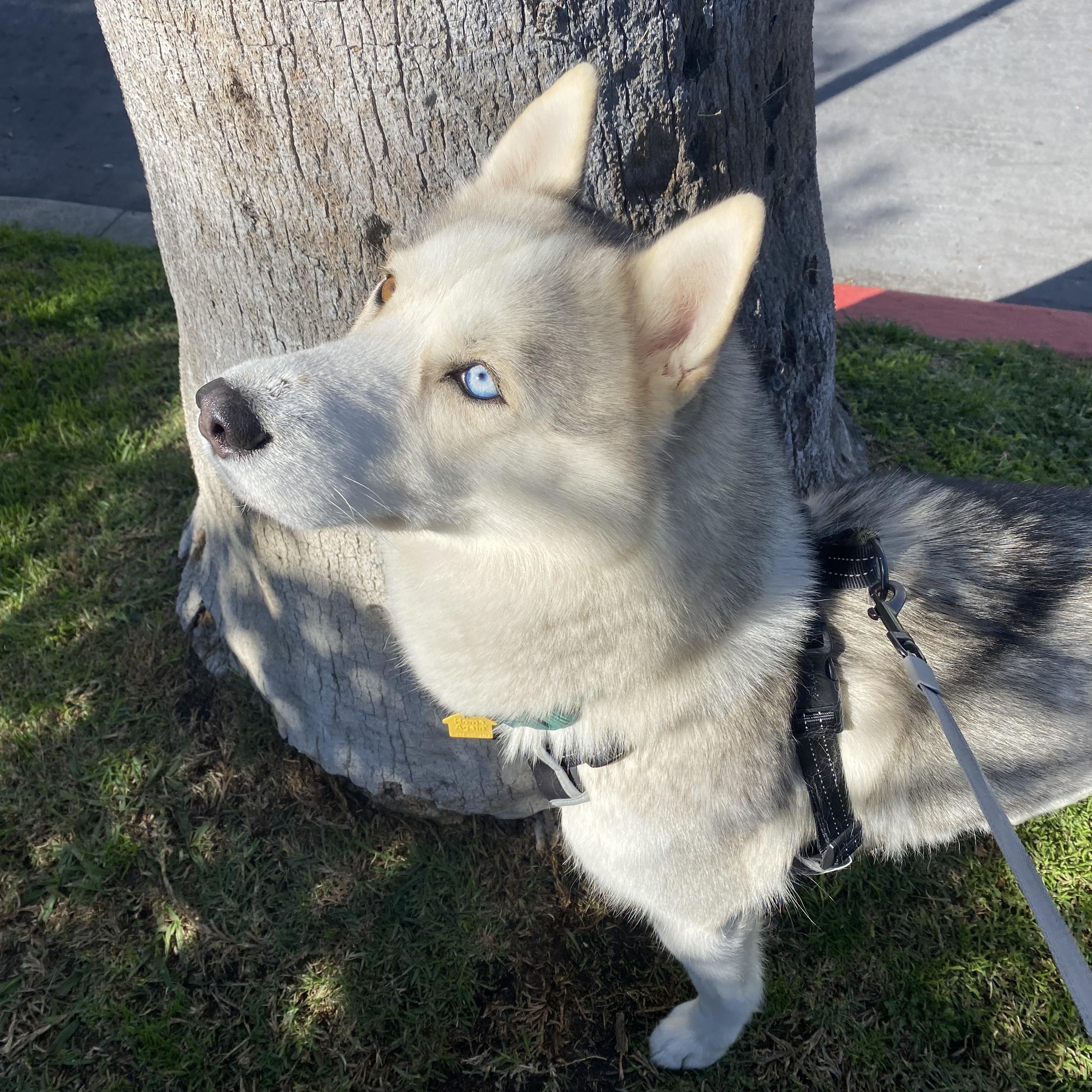 Harley, a Adoptable Siberian Husky in Novato, CA image 4/5