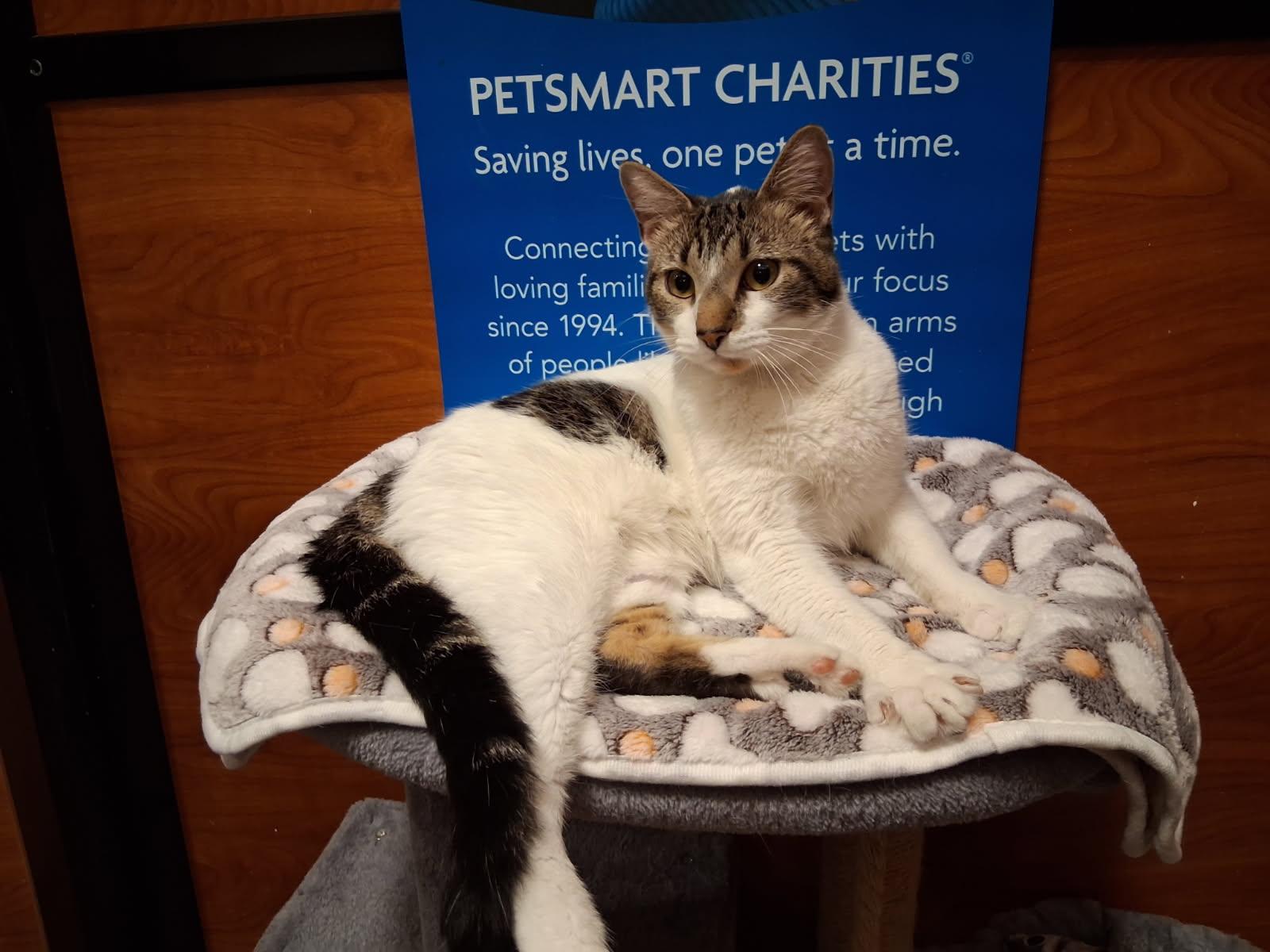 Kalo, Adoptable, Adult Male Domestic Short Hair.