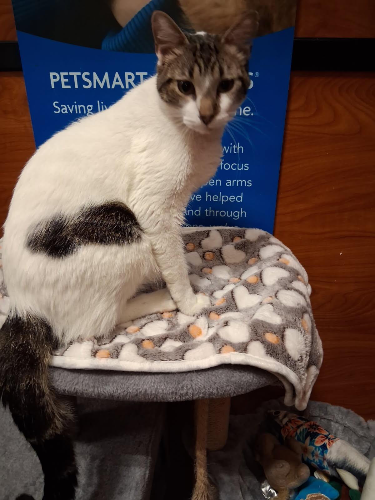 Enlarge Kalo, a Adoptable Domestic Short Hair in Rowlett, TX image 2/3