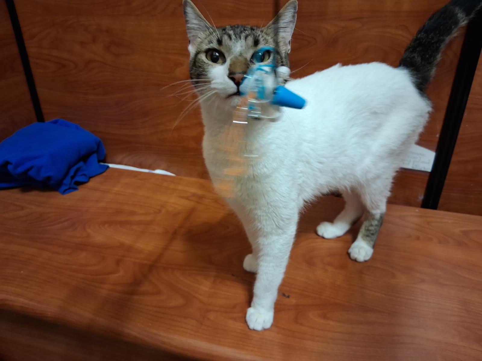 Enlarge Kalo, a Adoptable Domestic Short Hair in Rowlett, TX image 3/3