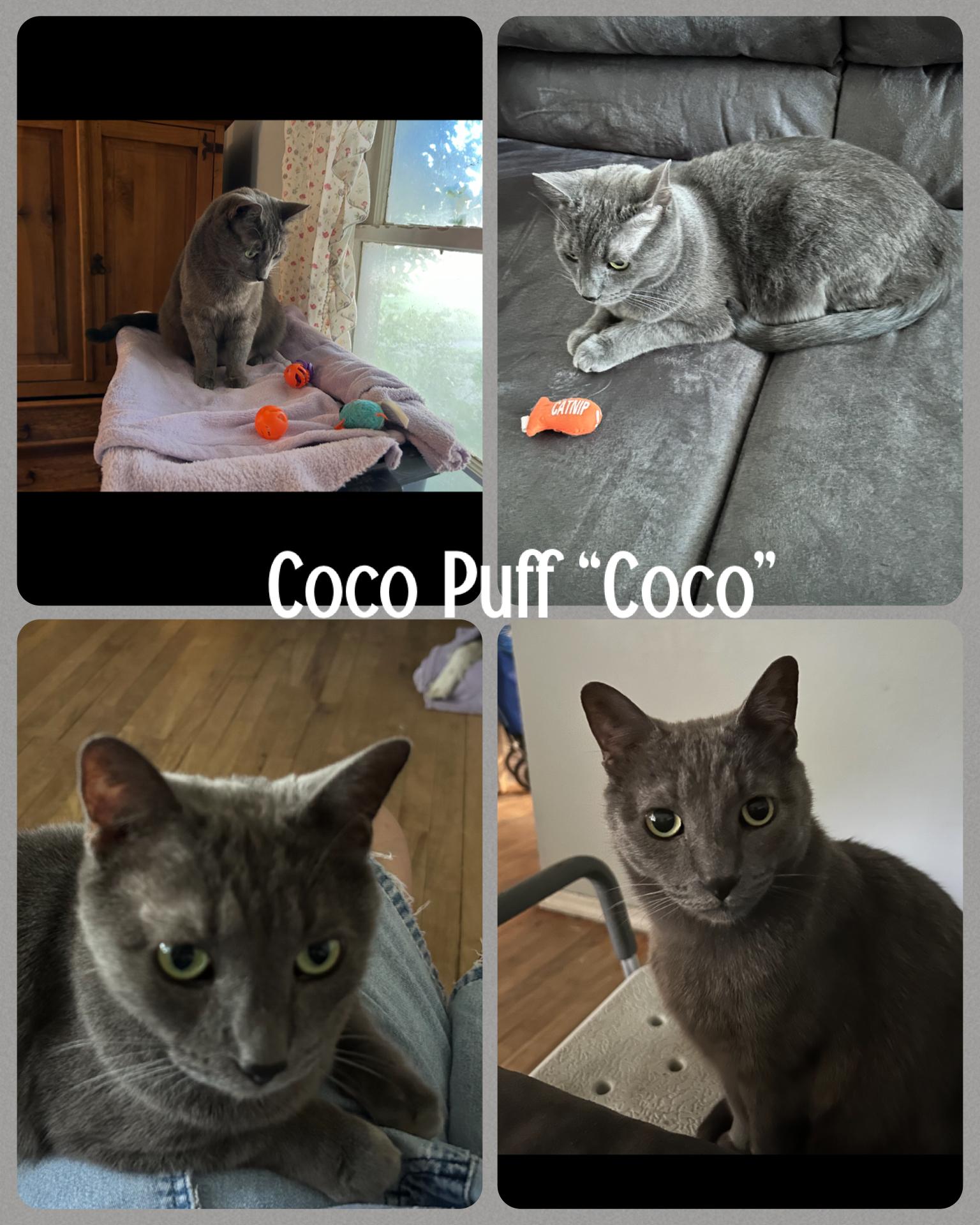 Coco Puff "Coco", Adoptable, Adult Male Domestic Short Hair & Russian Blue.
