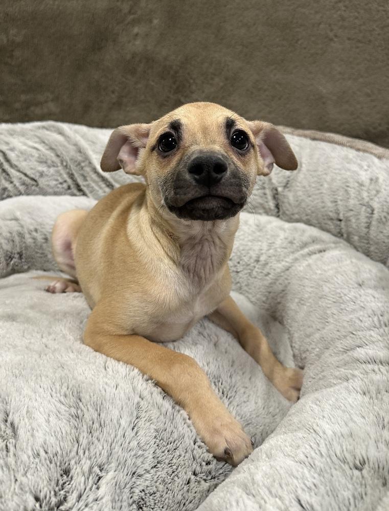 Enlarge Paddy, a Adoptable mixed breed in Sedalia, CO image 1/3