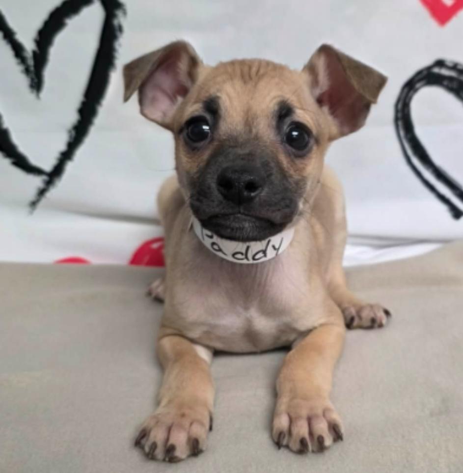 Enlarge Paddy, a Adoptable mixed breed in Sedalia, CO image 2/3