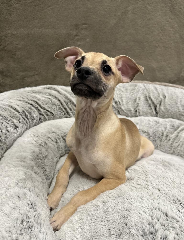 Enlarge Paddy, a Adoptable mixed breed in Sedalia, CO image 3/3
