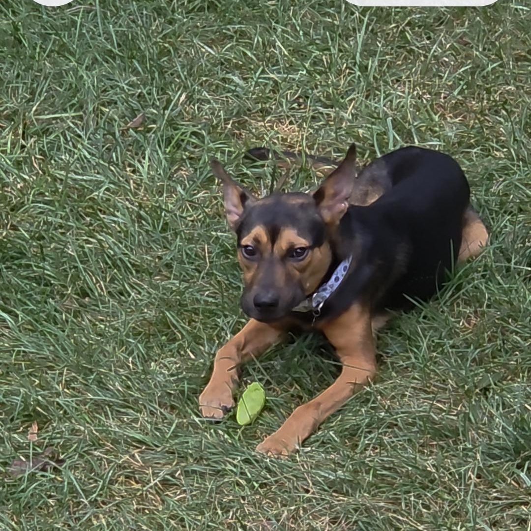 Enlarge Remy, a Adoptable mixed breed in Kansas City , MO image 2/3