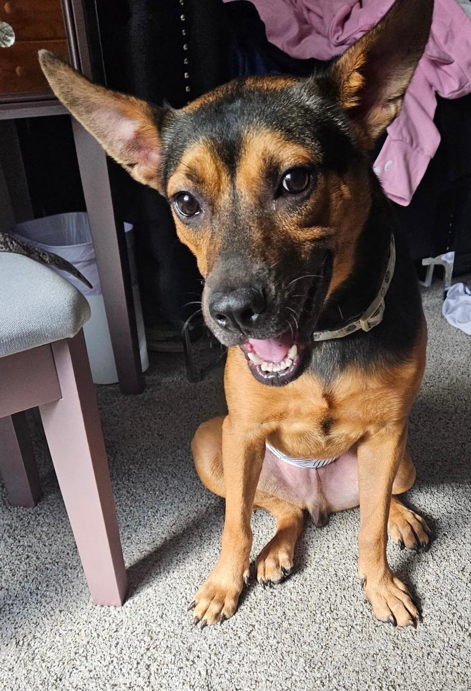 Remy, Adoptable, Adult Male Miniature Pinscher & Terrier.