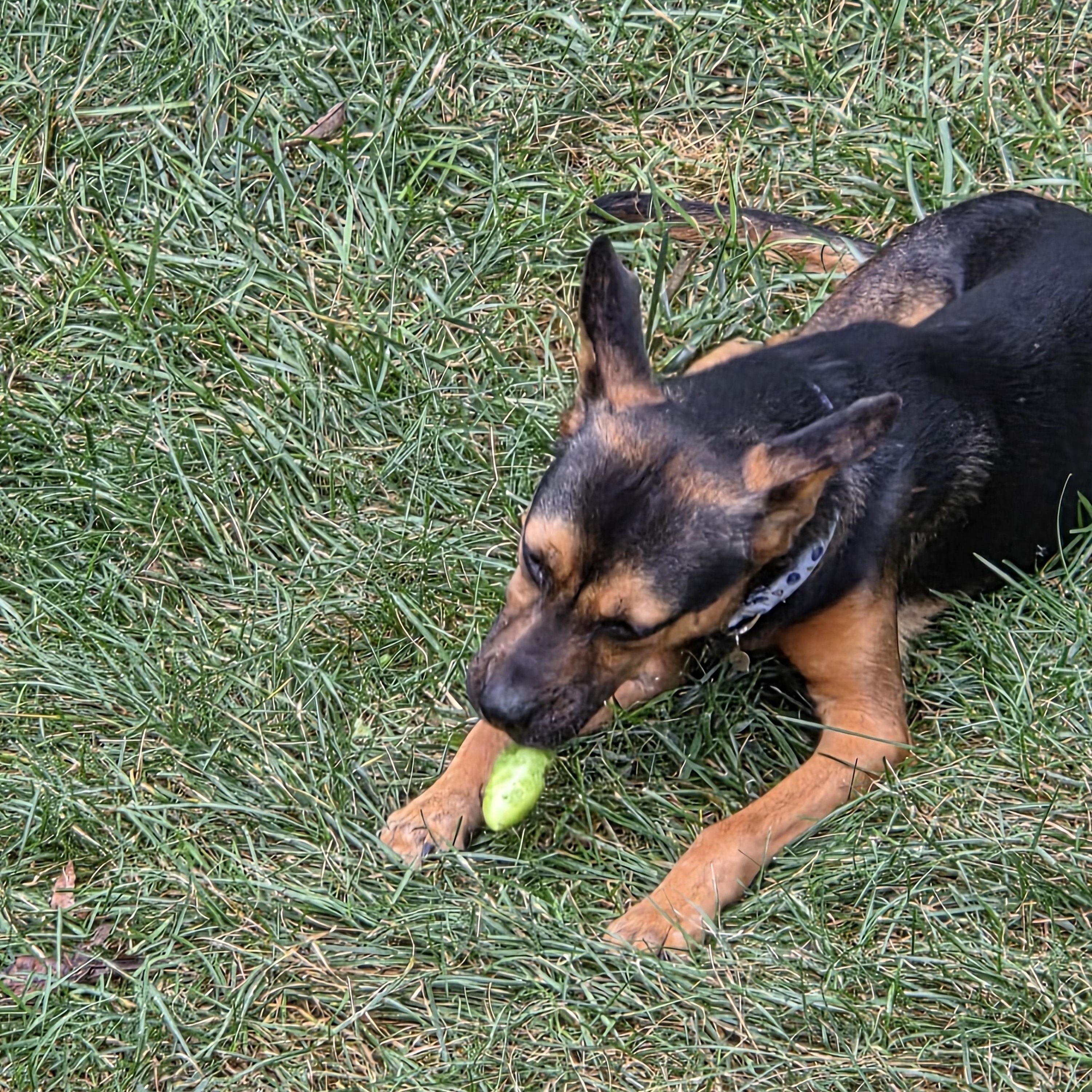 Enlarge Remy, a Adoptable mixed breed in Kansas City , MO image 3/3
