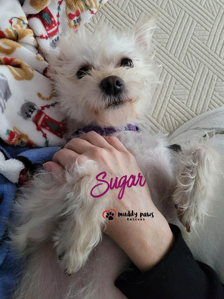 Sugar — thumbnail 2
