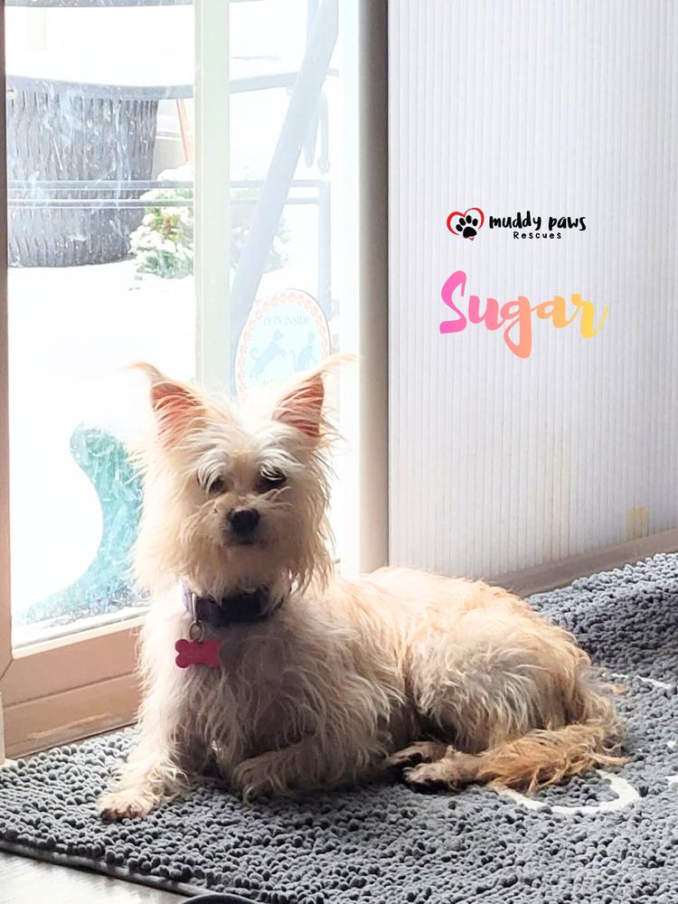 Sugar — thumbnail 5