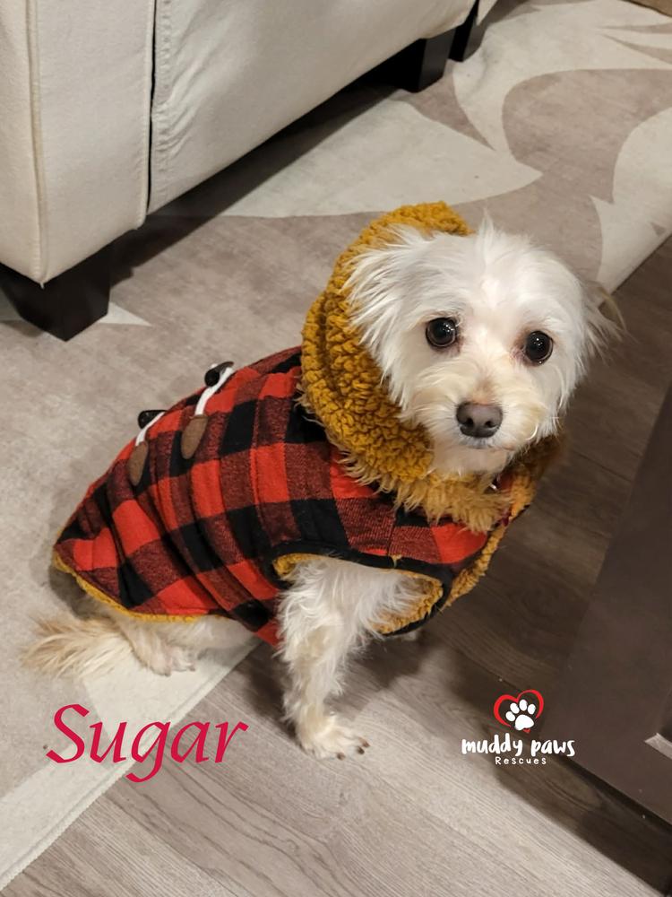 Sugar — thumbnail 6