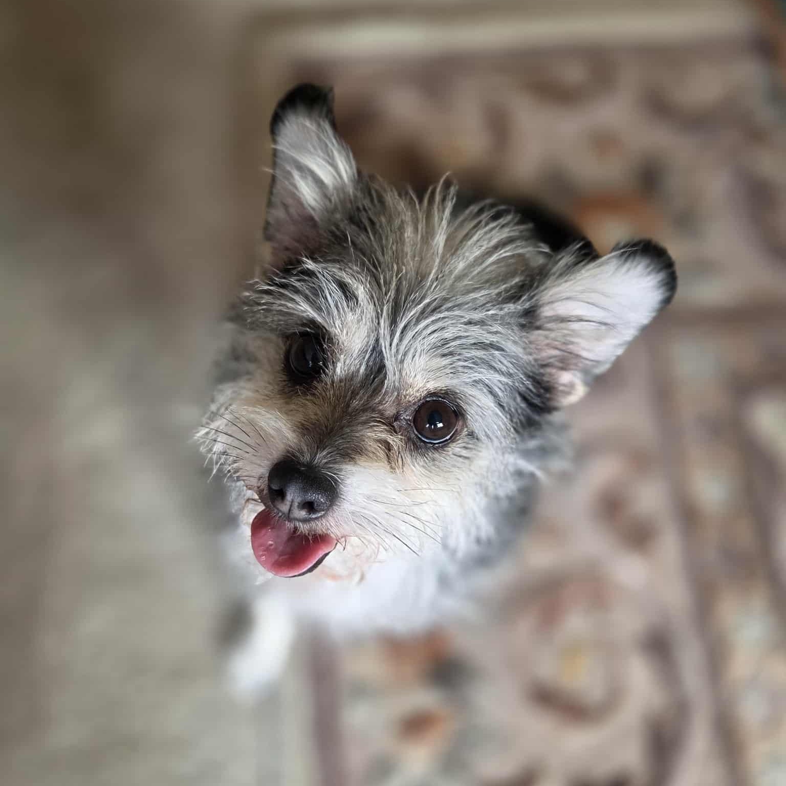 Molly