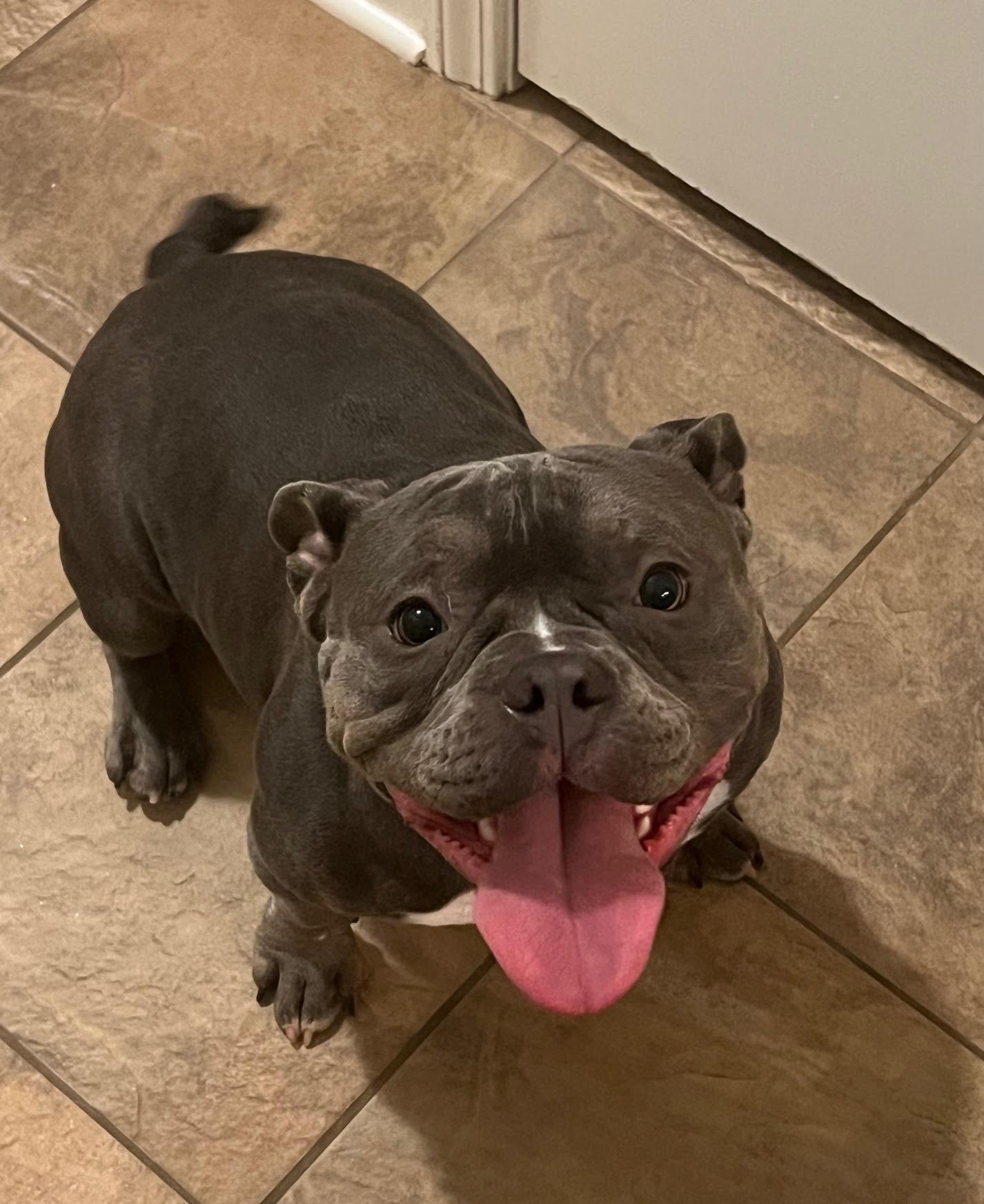 Enlarge Pinky, a ADOPTABLE mixed breed in Barrington, IL image 1/5