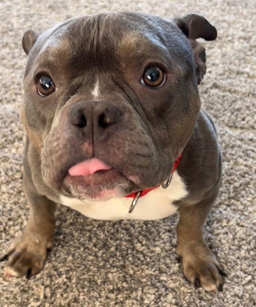 Enlarge Pinky, a ADOPTABLE mixed breed in Barrington, IL image 4/5