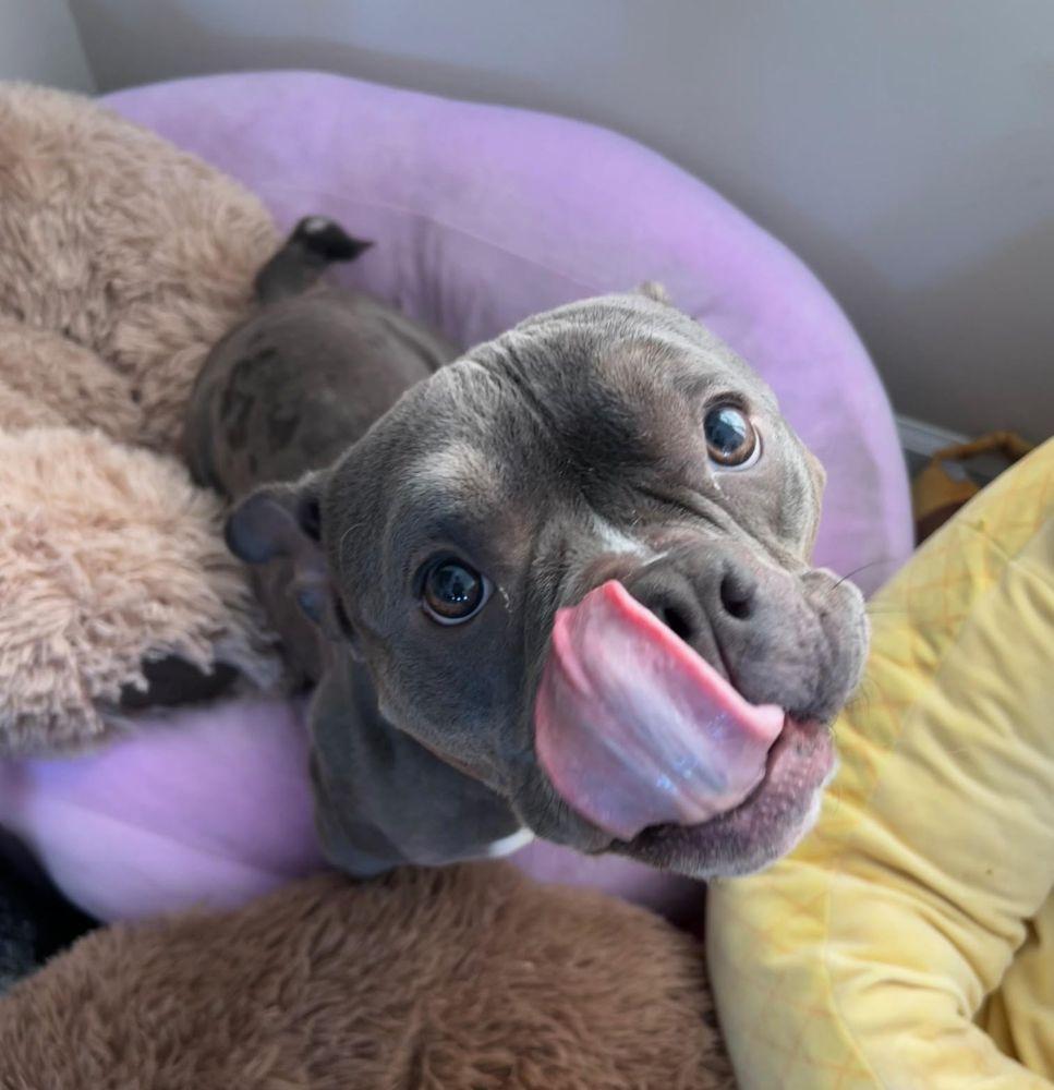 Enlarge Pinky, a ADOPTABLE mixed breed in Barrington, IL image 3/5