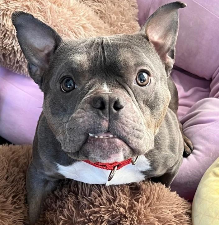 Pinky, ADOPTABLE, Adult Female American Bully & French Bulldog.