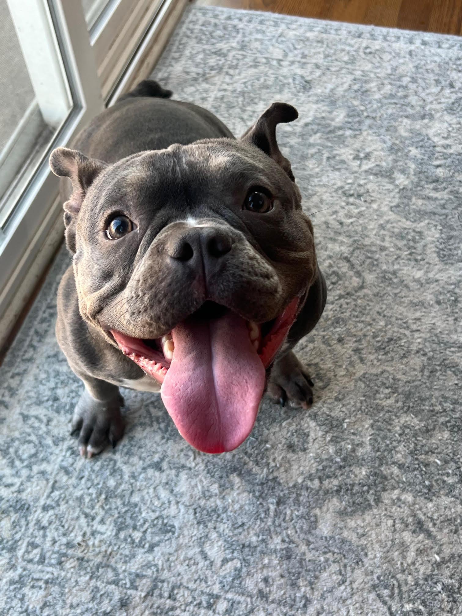 Enlarge Pinky, a ADOPTABLE mixed breed in Barrington, IL image 3/5