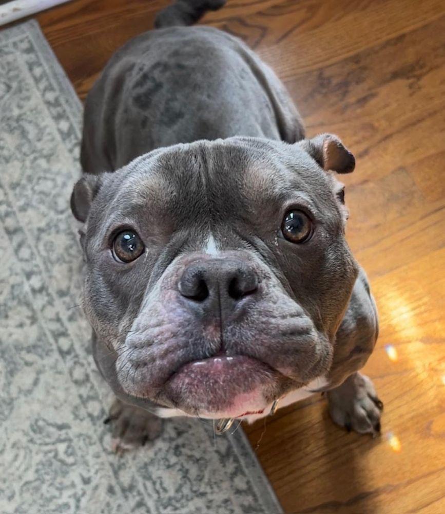 Enlarge Pinky, a ADOPTABLE mixed breed in Barrington, IL image 5/5