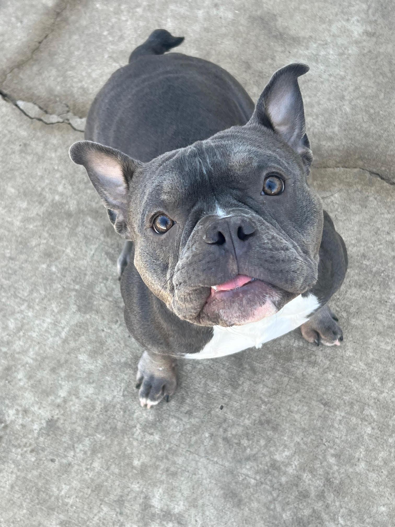 Enlarge Pinky, a ADOPTABLE mixed breed in Barrington, IL image 4/5