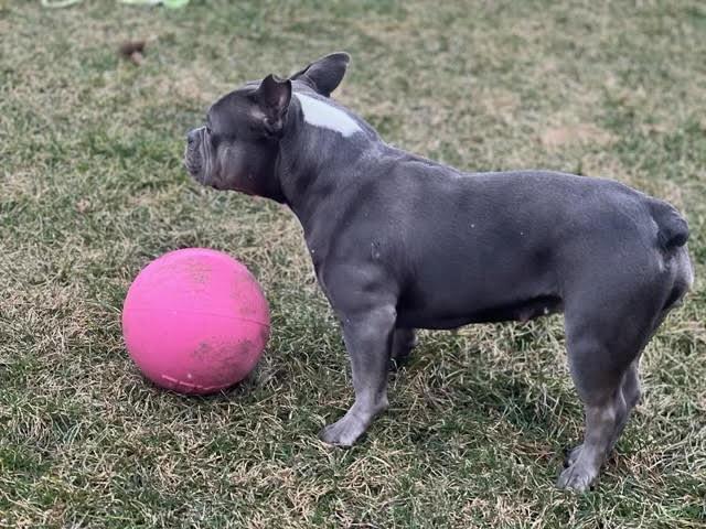 Enlarge Pinky, a ADOPTABLE mixed breed in Barrington, IL image 5/5