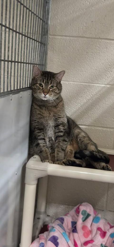 Olifur, Adoptable, Adult Male Domestic Short Hair.