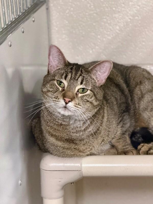 Enlarge Olifur, a Adoptable Domestic Short Hair in Fruit Heights, UT image 2/5